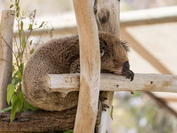 Koala duerme en árboles talados en el parque de canguros Gan Guru en Kibutz Nir David en Israel — Foto de Stock