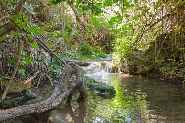 Small waterfall in a forest stream Amud in the north of Israel — Stock Photo, Image