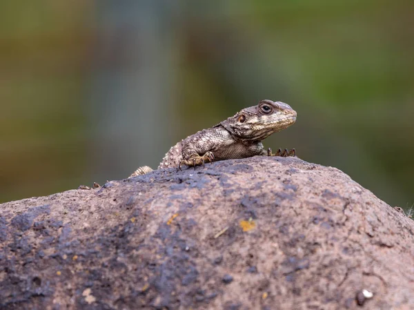 Schwarze Eidechse sitzt am Morgen auf einem Felsen und sonnt sich in der Sonne. — Stockfoto