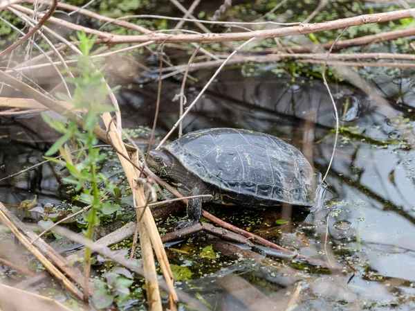 The marsh turtle sits in the thickets of reeds in the reserve on Lake Hula in Israel