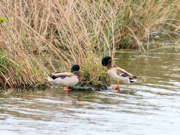 Dois patos selvagens estão em moitas de juncos na reserva no Lago Hula em Israel — Fotografia de Stock