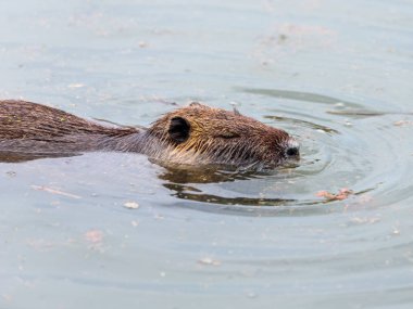 Eğitimin Hula Lake doğa rezerv Israe içinde su yüzeyinde yüzen