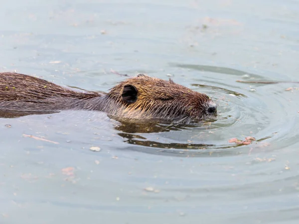 Eğitimin Hula Lake doğa rezerv Israe içinde su yüzeyinde yüzen — Stok fotoğraf