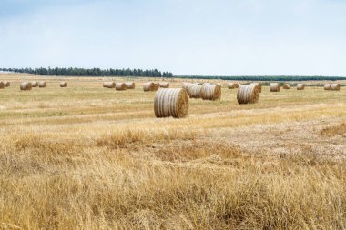Taze kesilmiş saman içine crammed yalan rulo ve sahada kurur
