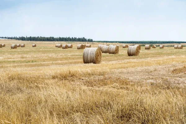 Taze kesilmiş saman içine crammed yalan rulo ve sahada kurur