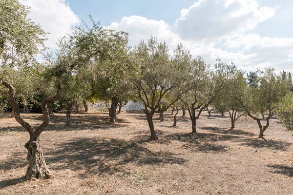 Масличные деревья растут за стенами монастыря Кармель-патер-Ностер, расположенного на горе Элеон - Елеонской горе в Восточном Иерусалиме в Израиле — стоковое фото