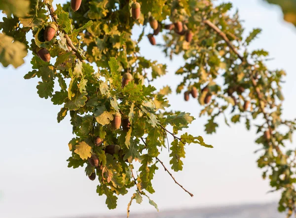 Вид на закат европейской дубовой ветви с желудями и листьями в Самарии, район Бенджамин, Израиль — стоковое фото
