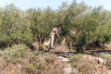 The traditional harvest of olives. A young man - an Arab sticks olives from a tree with a stick in the Samaria region in Benjamin district near to Rosh Haayin