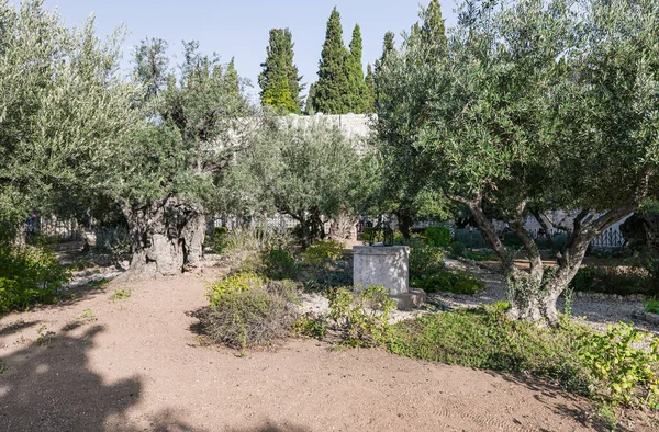 Oude olijfbomen groeien in de tuin van Getsemane aan de voet van de berg Eleon - Olijfberg in Oost-Jeruzalem in Israël — Stockfoto