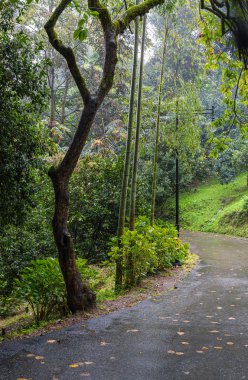 Georgia 'daki Batum Botanik Bahçesi' nde yağmurlu bir sonbahar gününde asfalt yolu.