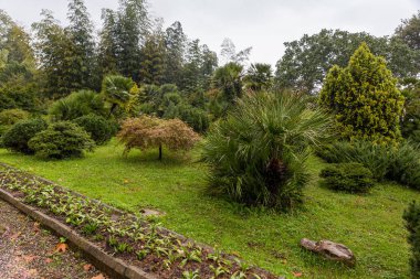 Georgia 'daki Batumi Botanik Bahçesinde Yağmurlu Sonbahar Günü