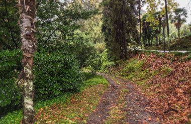 Gürcistan 'da Batum Botanik Bahçesinde Yağışlı Sonbahar Günü Yolu