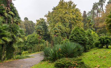 Georgia 'daki Batumi Botanik Bahçesinde Yağmurlu Sonbahar Günü