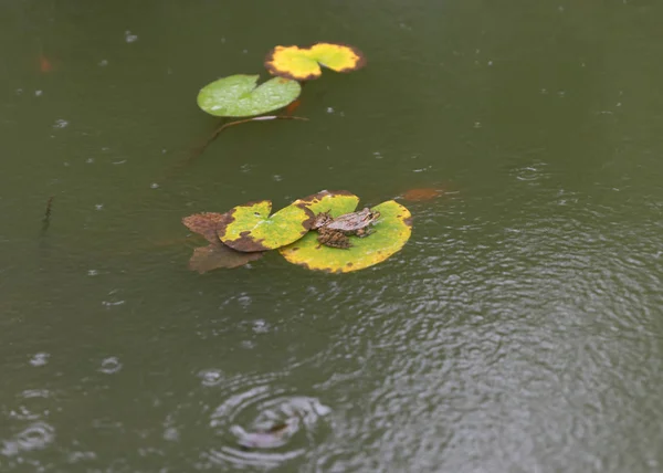 Um sapo senta-se em um dia chuvoso em uma folha de um lírio de água em uma lagoa decorativa no Jardim Botânico Batumi, na Geórgia — Fotografia de Stock