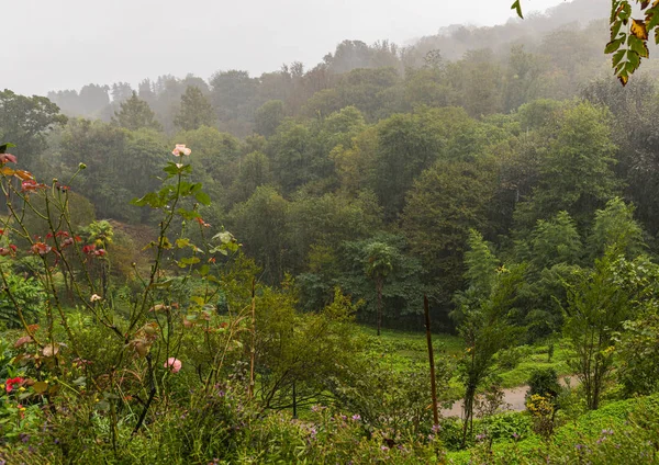 День дождливой осени в Батумском ботаническом саду Грузии — стоковое фото