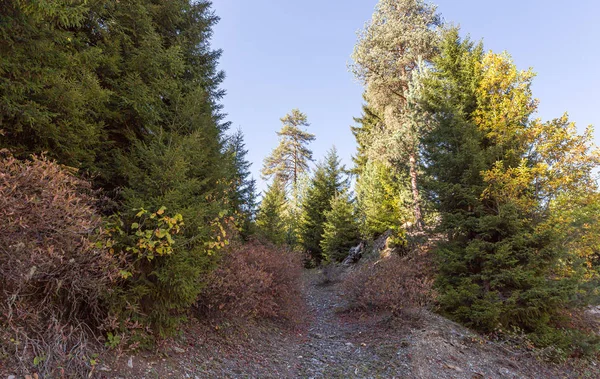 Coniferous and deciduous trees grow in the mountainous part of Georgia — Stock Photo, Image