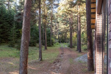 Georgia 'nın dağlık kesimindeki kozalaklı bir ormanda bulunan bir evin yanındaki orman yolu.