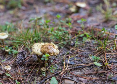 Georgia 'nın dağlık kesimindeki kozalaklı bir ormanda yağmurdan sonra çimleri yaran mantarlar.