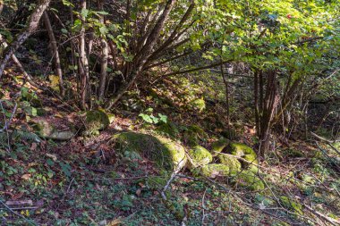 Gürcistan 'ın dağlık kesimindeki bir ormandaki yosun ve genç yaprak döken ağaçlarla kaplanmış bir tepe.