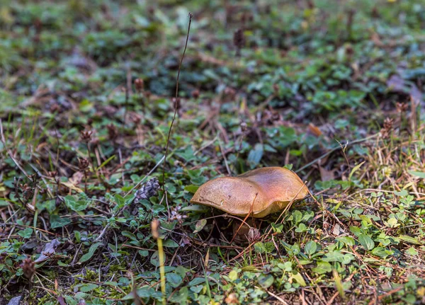 Гриб, прорывающийся через траву после дождя в хвойном лесу в горной части Грузии — стоковое фото