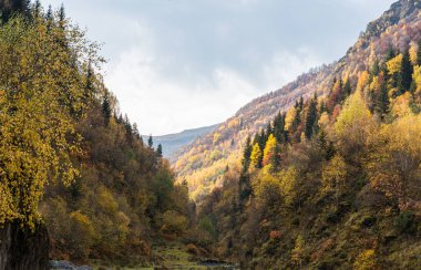 Gürcistan 'ın dağlık kesimindeki Svaneti' de ormanla kaplı bir dağ manzarası.
