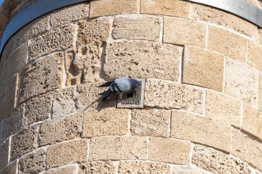 Akdeniz kıyısındaki Caesarea şehrinde, İsrail 'in kuzeyinde, eski faal olmayan bir cami olan İslam Camii' nin kalıntılarının hava ızgarasında bir güvercin oturuyor.