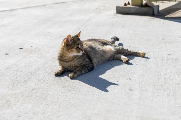 Yetişkin gri kedi güneşte yatar ve Caesarea şehrindeki limanın setinde, Akdeniz kıyısında, kuzey İsrail 'de bulunur. — Stok fotoğraf