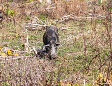 Evcil bir domuz, Gürcistan 'ın dağlık kesimindeki Svaneti' nin Ushguli köyünün yakınındaki bir evin bahçesinde özgürce otluyor.