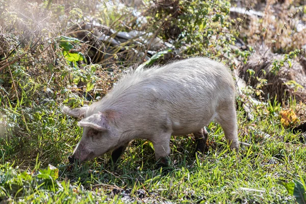 A domestic pig grazes freely on the lawn near a house in Ushguli village in Svaneti in the mountainous part of Georgia