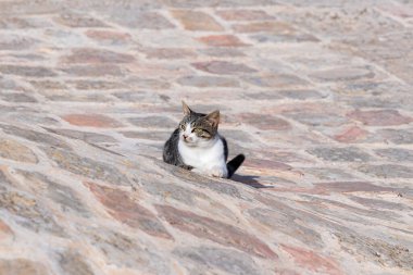 Büyük gri ve beyaz bir kedi, İsrail 'deki Kudüs yakınlarındaki Neşe Dağı' nda, peygamber Samuel 'in mezarının Müslüman kısmının çatısında uzanıyor ve dinleniyor.