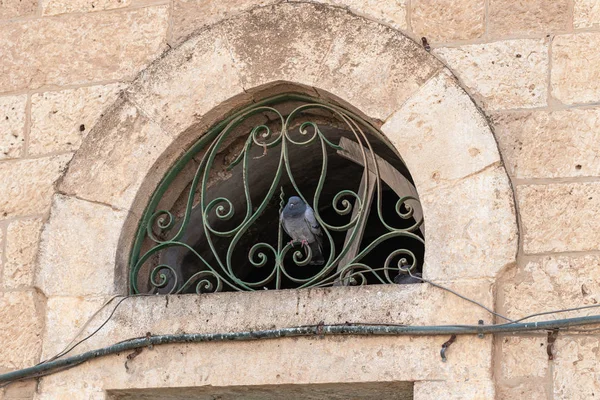 Colombe est assise sur un grill de fenêtre métallique d'une mosquée de la partie musulmane du tombeau du prophète Samuel sur le mont de la Joie près de Jérusalem en Israël — Photo