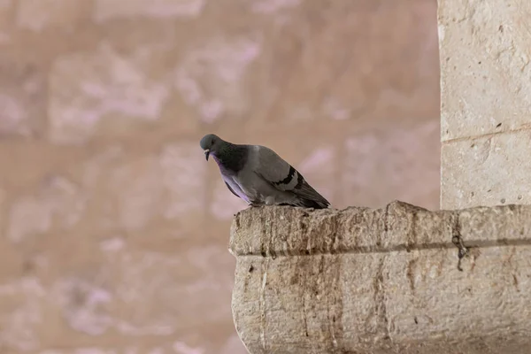 A galamb ül egy cornice oszlopot egy mecset a muszlim része a sír a próféta Sámuel a Mount of Joy közelében Jeruzsálem Izraelben — Stock Fotó