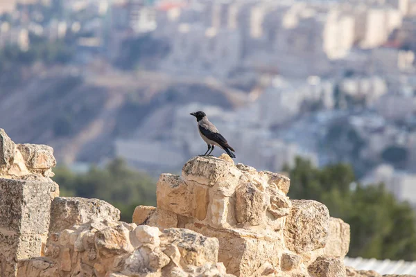 Varjú ül régészeti ásatások a keresztes erődítmény helyén található a sír a próféta Sámuel a Mount Joy közelében Jeruzsálem Izraelben — Stock Fotó