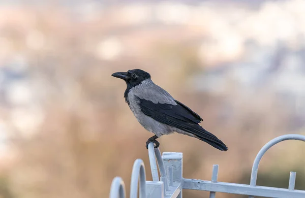 Crow sitting on a metal fence of the Muslim part of the tomb of the grave of the prophet Samuel on Mount of Joy near Jerusalem in Israel — Stock Photo, Image
