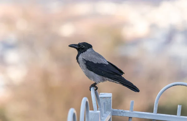 Varjú ül egy fém kerítés a muszlim része a sír a sír a próféta Sámuel a Mount of Joy közelében Jeruzsálem Izraelben — Stock Fotó