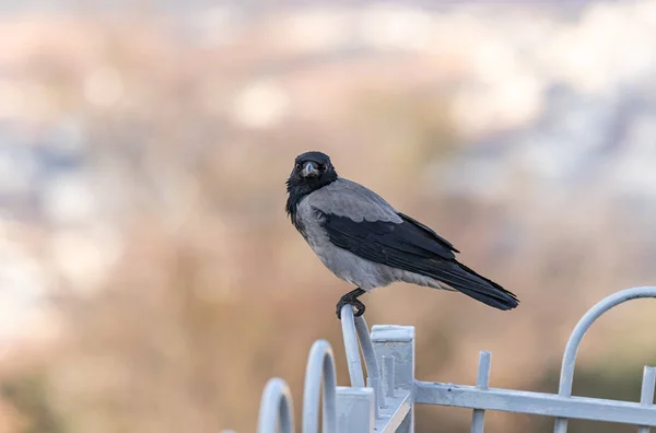 Corbeau assis sur une clôture métallique de la partie musulmane du tombeau du prophète Samuel sur le mont de la Joie près de Jérusalem en Israël — Photo