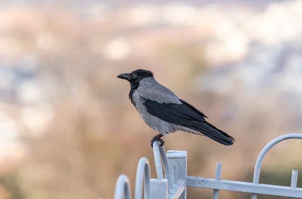 Varjú ül egy fém kerítés a muszlim része a sír a sír a próféta Sámuel a Mount of Joy közelében Jeruzsálem Izraelben — Stock Fotó