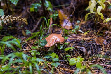 Genç yağlı mantar yağmurlu havada Georgia 'nın dağlık kesimindeki yağmurdan sonra ormandaki çimlere doğru yol alır.