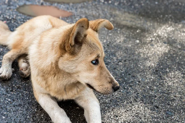 A large yellow Georgian shepherd dog with white eyes lies and watches the herd in Svaneti in the mountainous part of Georgia — 图库照片