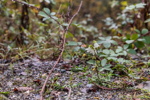 Forest after rain in the mountainous part of Georgia in rainy weather — Stock Photo, Image