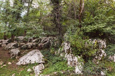 Gürcistan 'ın Imereti bölgesindeki Tskaltubo yakınlarındaki Prometheus Mağarası' nda (aynı zamanda Kumistavi Mağarası) taşların arasında yetişen bir orman.