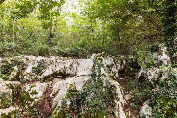 Een bos geteeld tussen stenen op een toeristische attractie Prometheus Cave (ook Kumistavi Cave) in de buurt van Tskaltubo in de Imereti regio, Georgië — Stockfoto