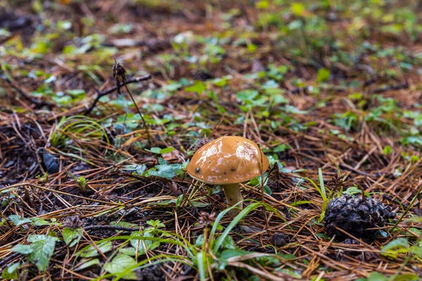 Cogumelo oleoso jovem faz o seu caminho através da grama na floresta após a chuva na parte montanhosa da Geórgia em tempo chuvoso — Fotografia de Stock