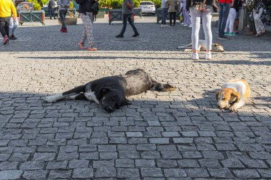 Georgia 'nın Tiflis şehrinde büyük sokak köpekleri özgürce yatıp dinleniyor.