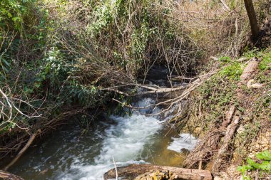 Kuzey İsrail 'deki Celile' deki hızlı, sığ, soğuk Ayun nehri.