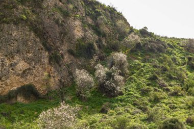 İsrail 'in kuzeyindeki Celile' de bulunan hızlı, sığ ve soğuk dağ Ayun nehrinin devamında yer alan Hatanur şelalesinin yakınındaki yeşil ve çiçek açan ağaçlarla kaplı tepeler.