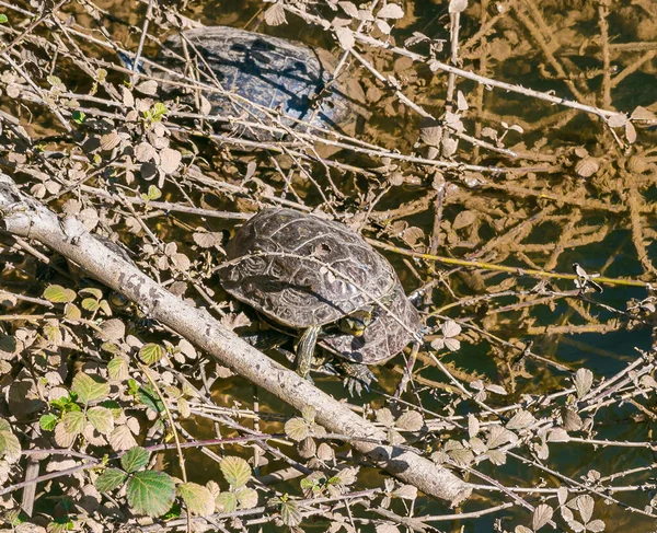 River turtles rest and bask in the sun on the banks of the Ayun mountain river in the Western Galilee in Israel