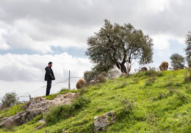 Jerusalem, Israel, February 29, 2020 : Shepherd grazing sheep on the Gey Ben Hinnom Park slope - called in the Holy Books as the Blazing Inferno in Jerusalem city in Israel