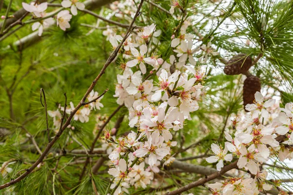 White Flowers Flowering Branch Almond Tree Old District Jerusalem City — Stockfoto