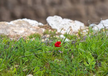 One red anemone bloomed in a meadow covered with fresh spring grass